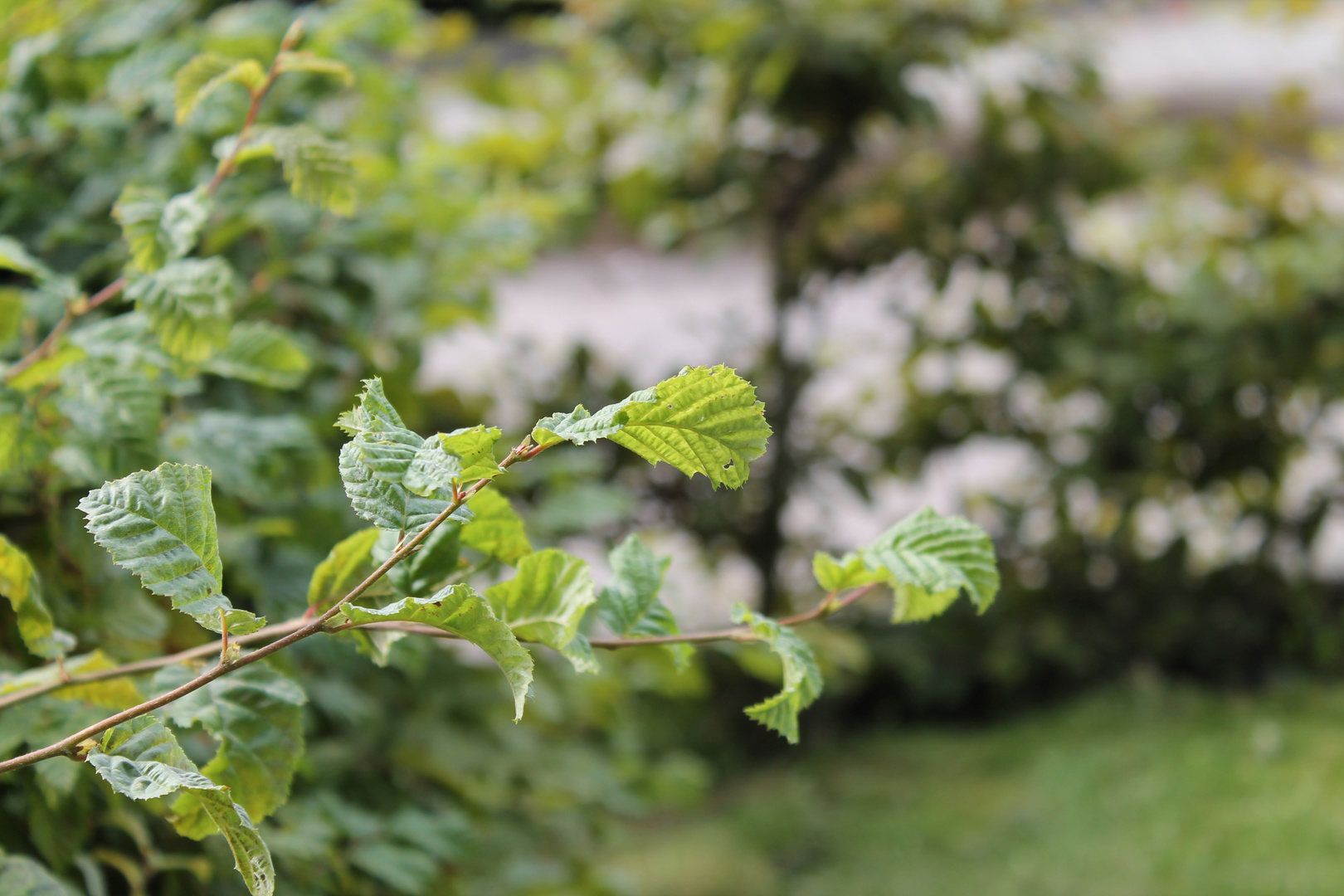 leaves