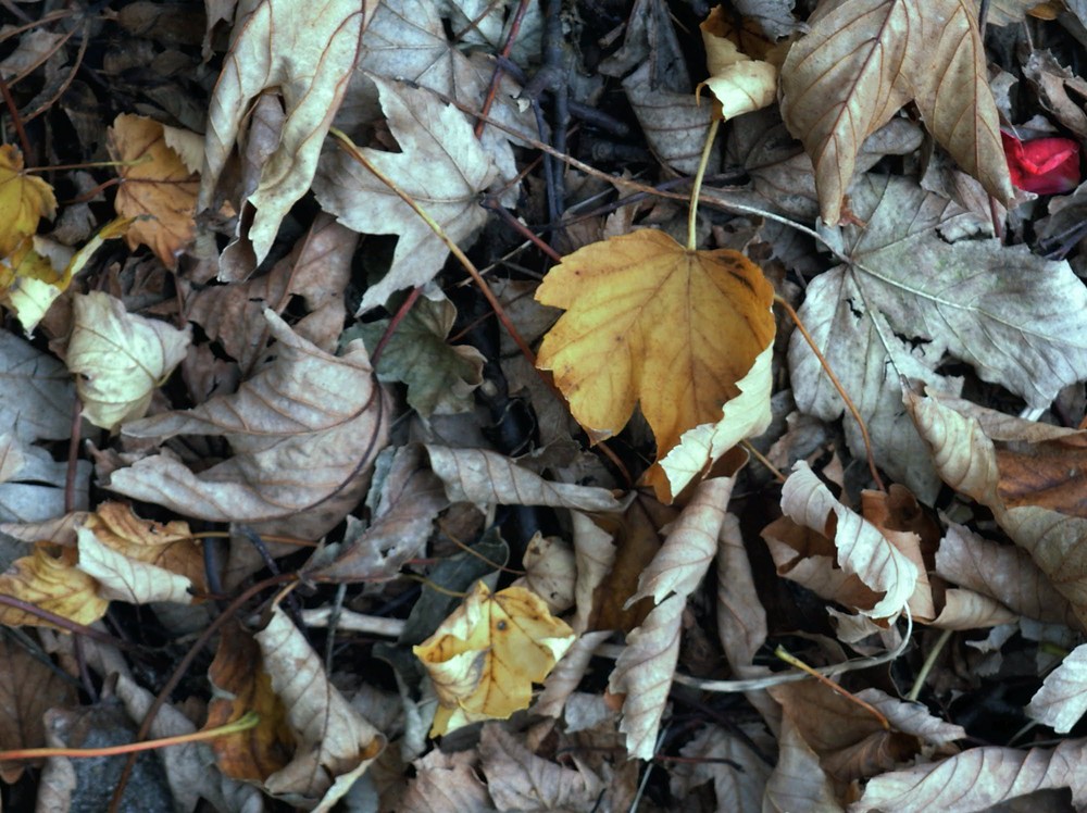 leaves