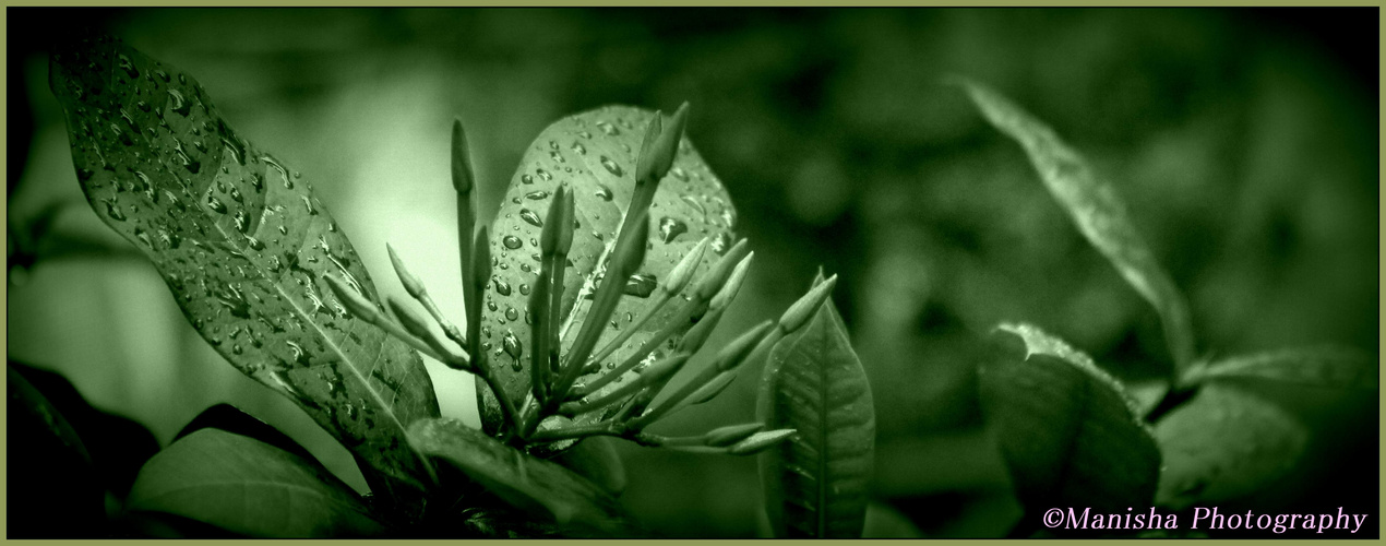 Leaves after Heavy rain