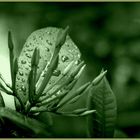 Leaves after Heavy rain