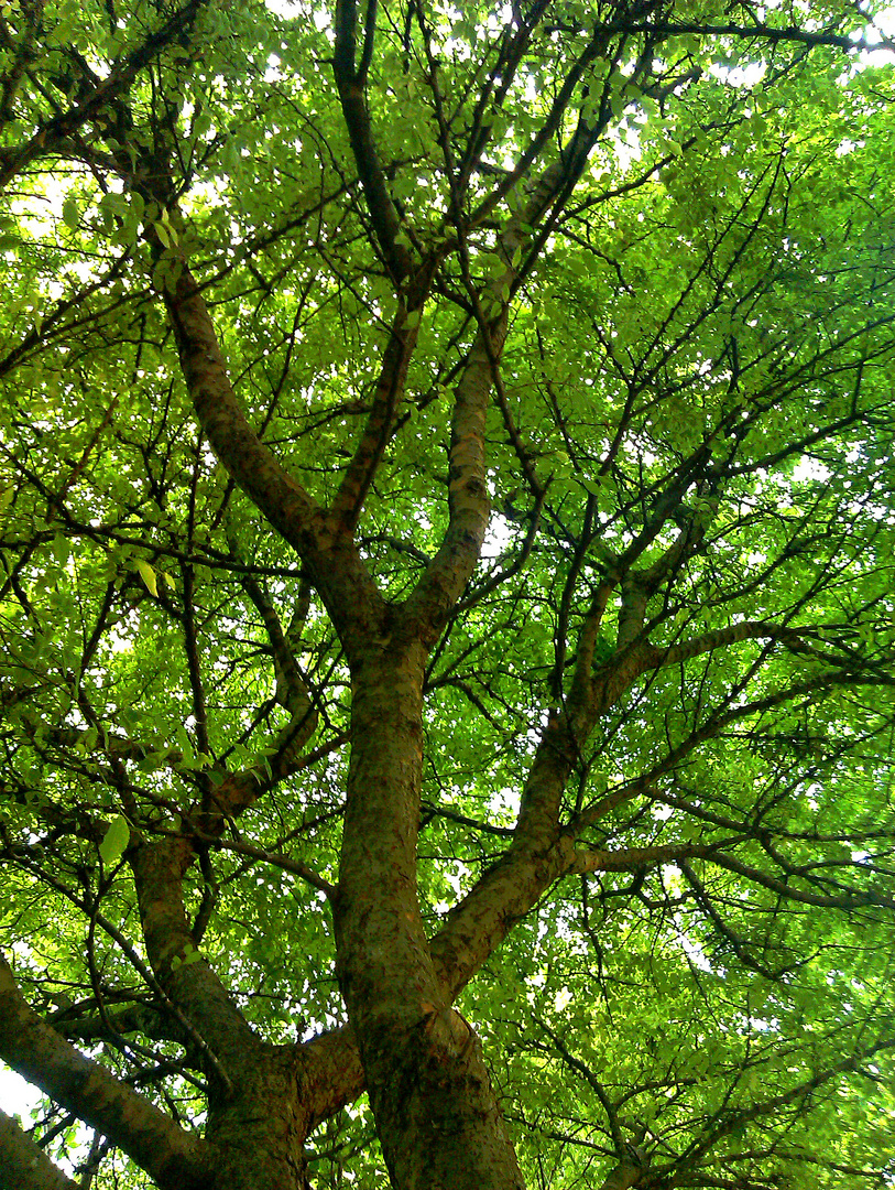 Leaves and Branches