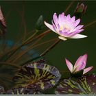 Leaves and flowers