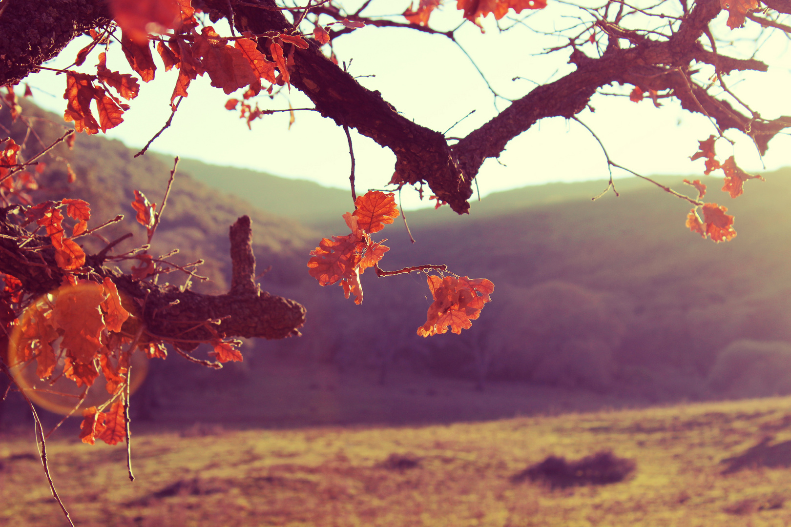 Leaves and hills