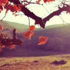 Leaves and hills