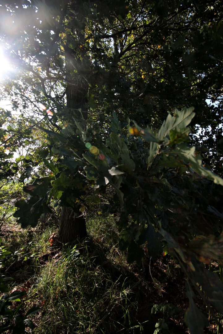 leaves and light