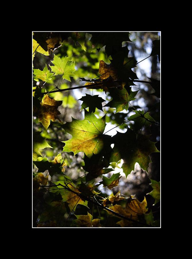 Leaves and light