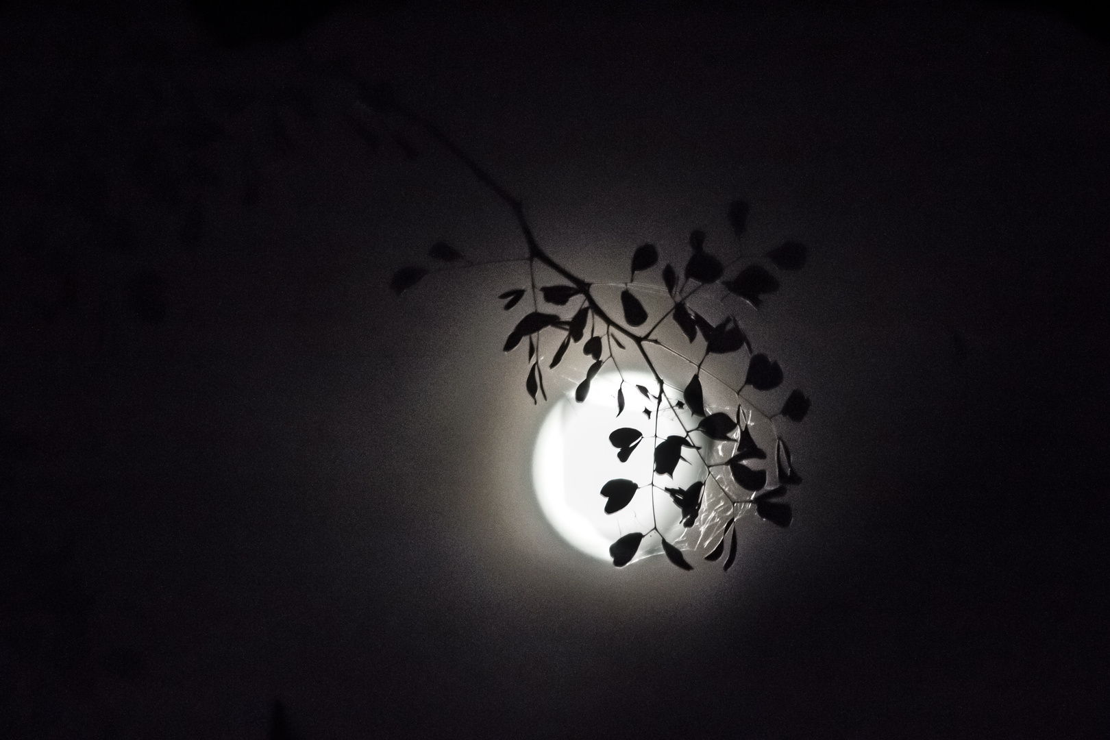 leaves and moon