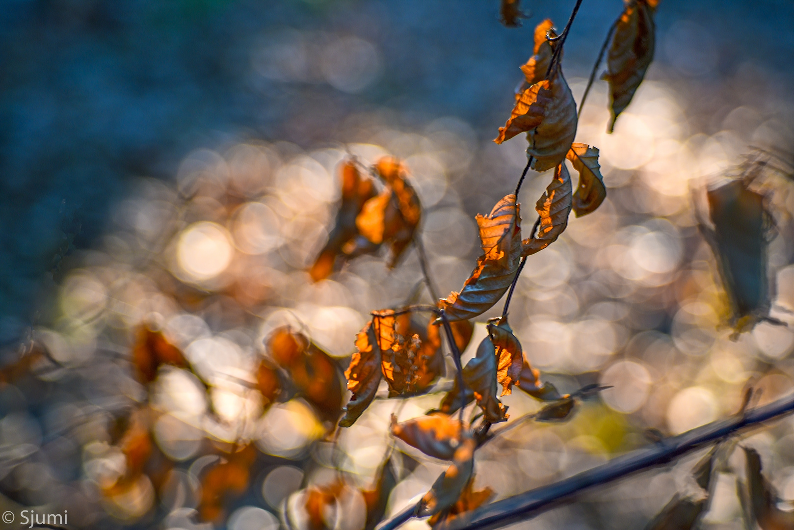 Leaves and morning light