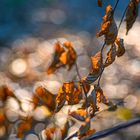 Leaves and morning light