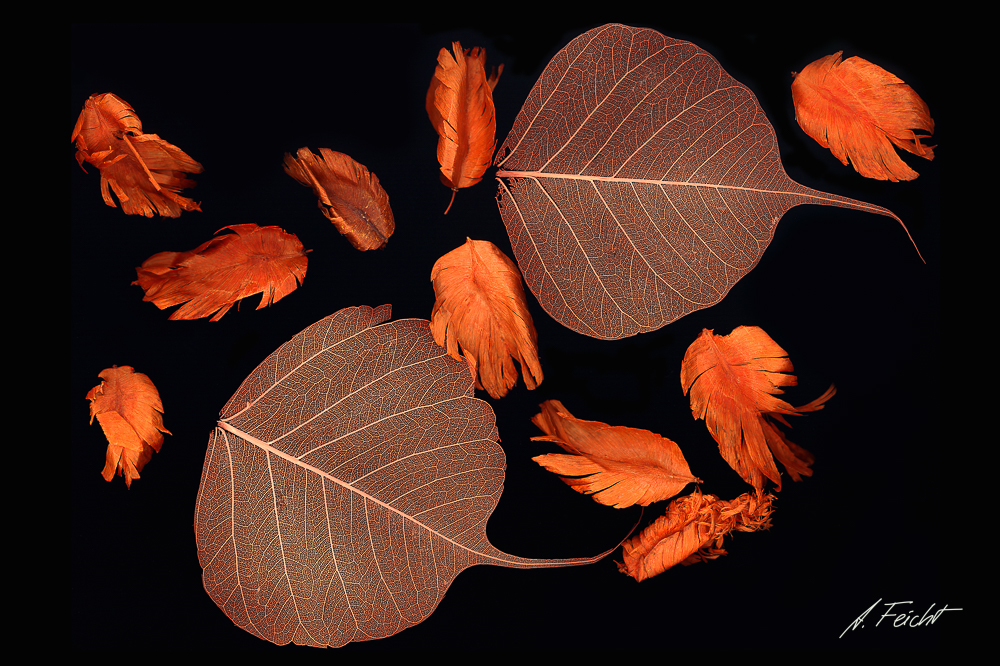 Leaves and Others