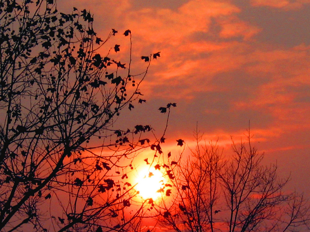 Leaves and sun