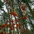 leaves and trees.