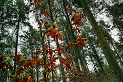 leaves and trees.