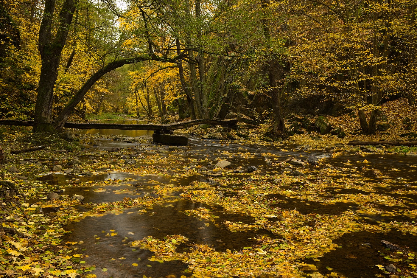 Leaves are falling