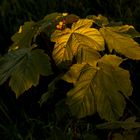 Leaves at Sunset