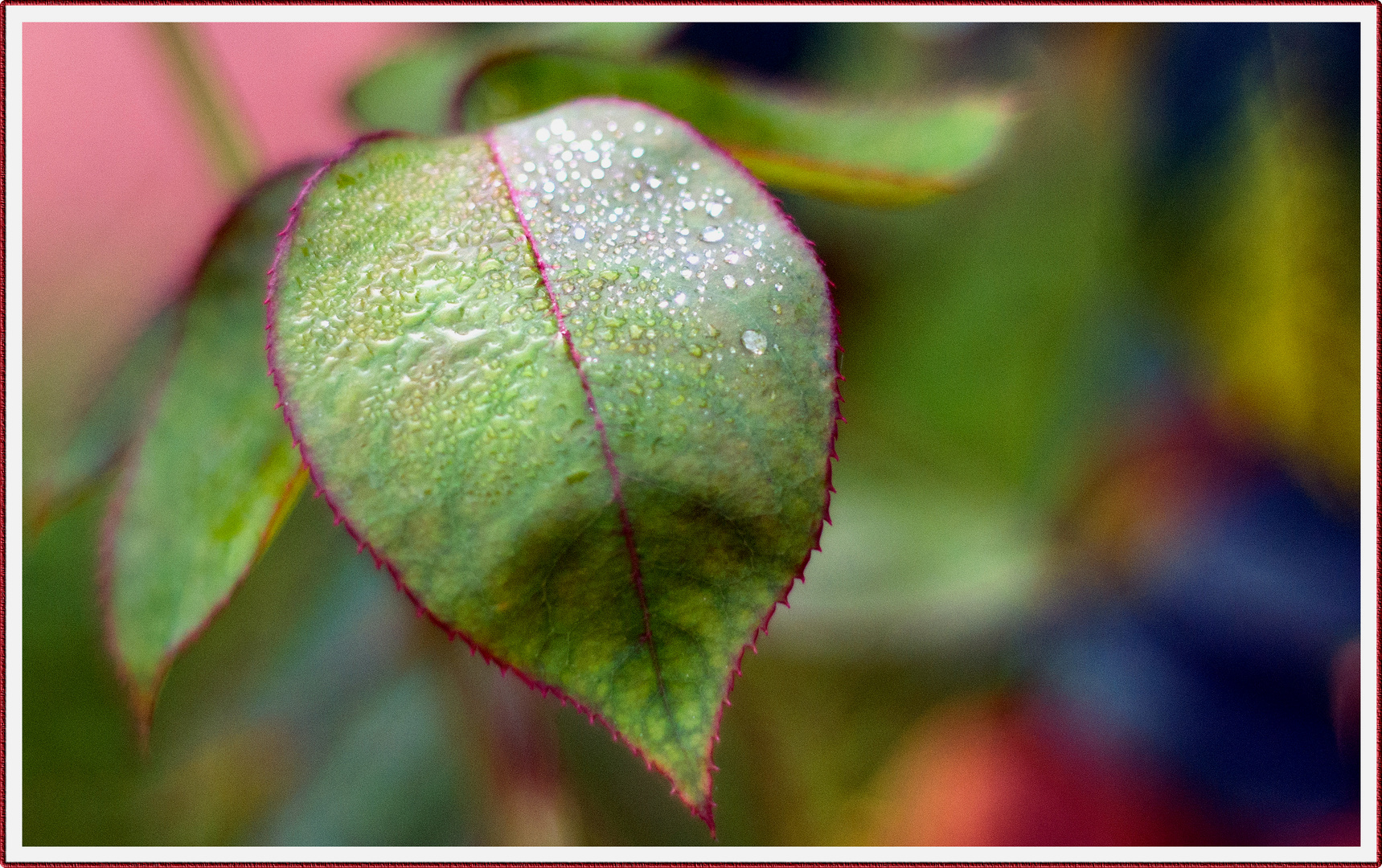 Leaves