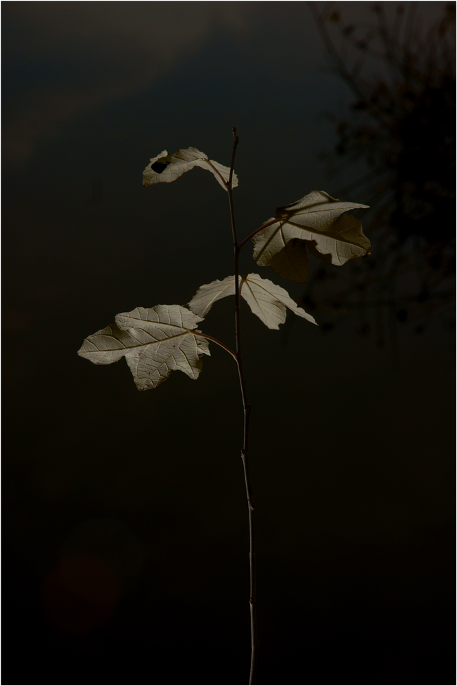 Leaves