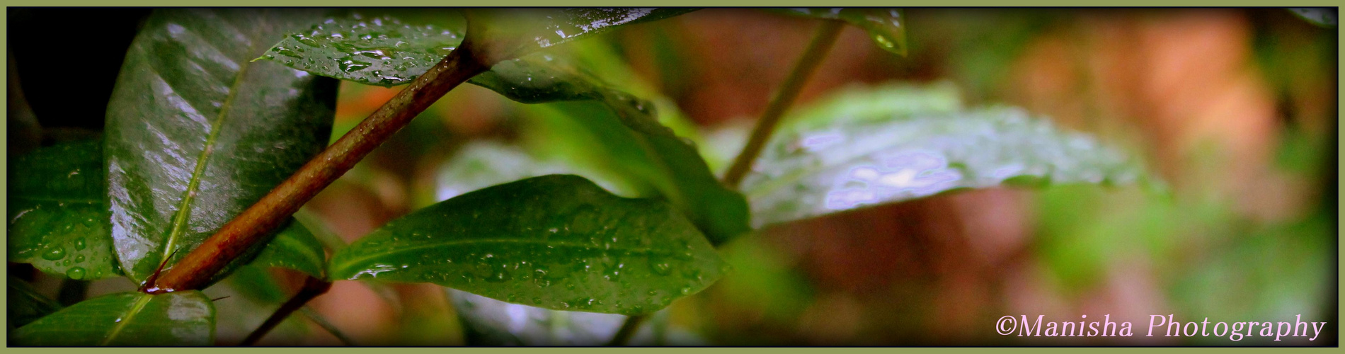 Leaves beauty