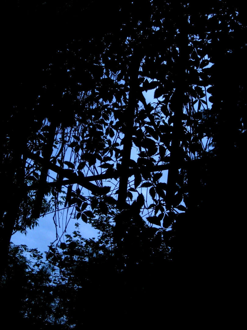 Leaves by night