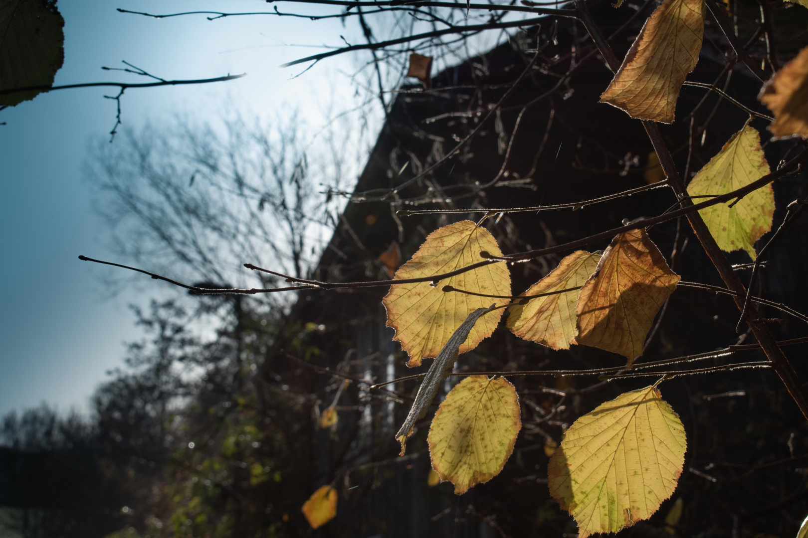 Leaves by the old house