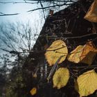 Leaves by the old house