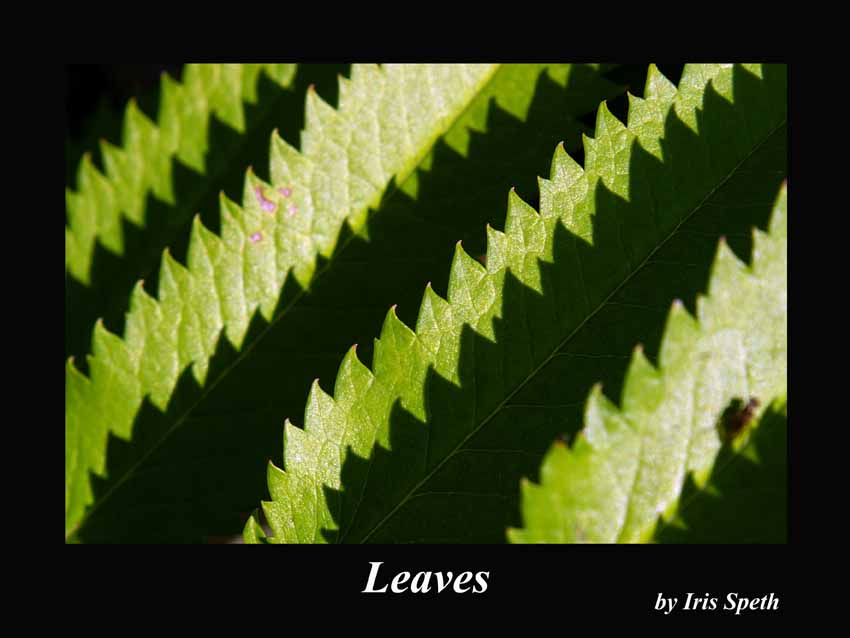 Leaves