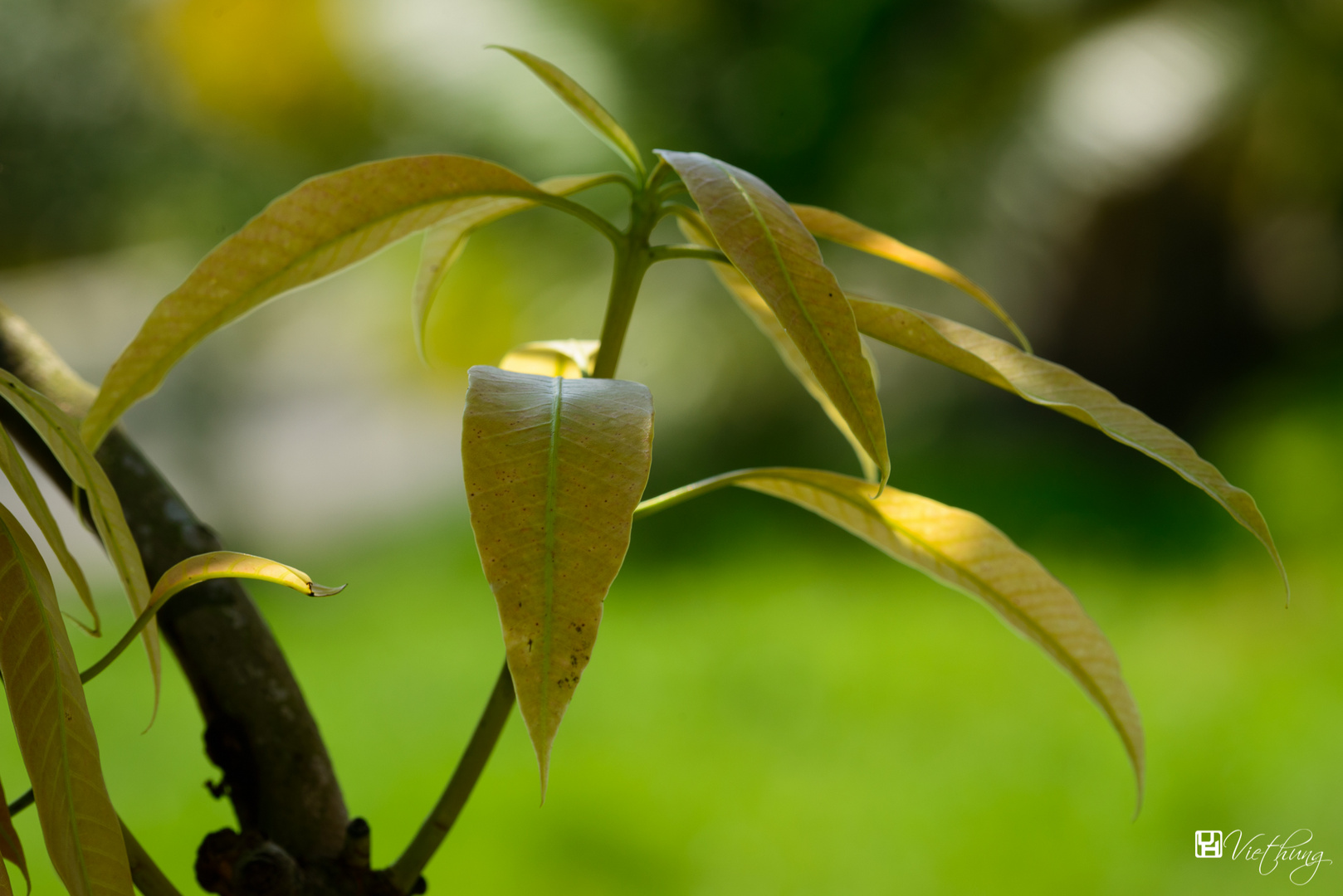 Leaves