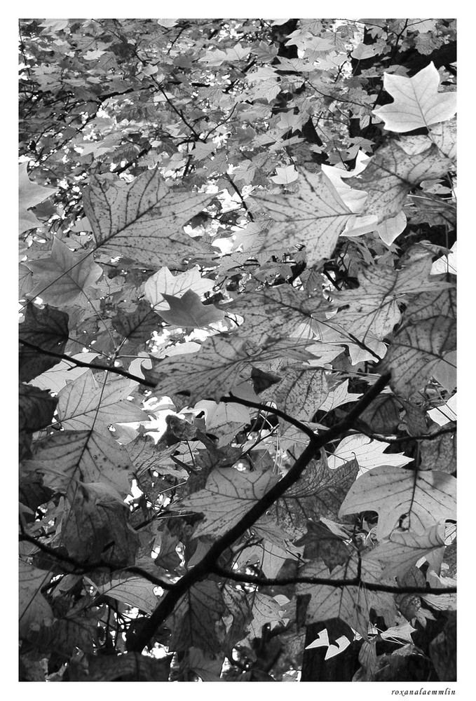 leaves chaos