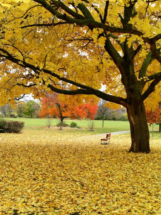 Leaves covered ground