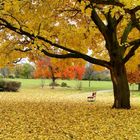 Leaves covered ground