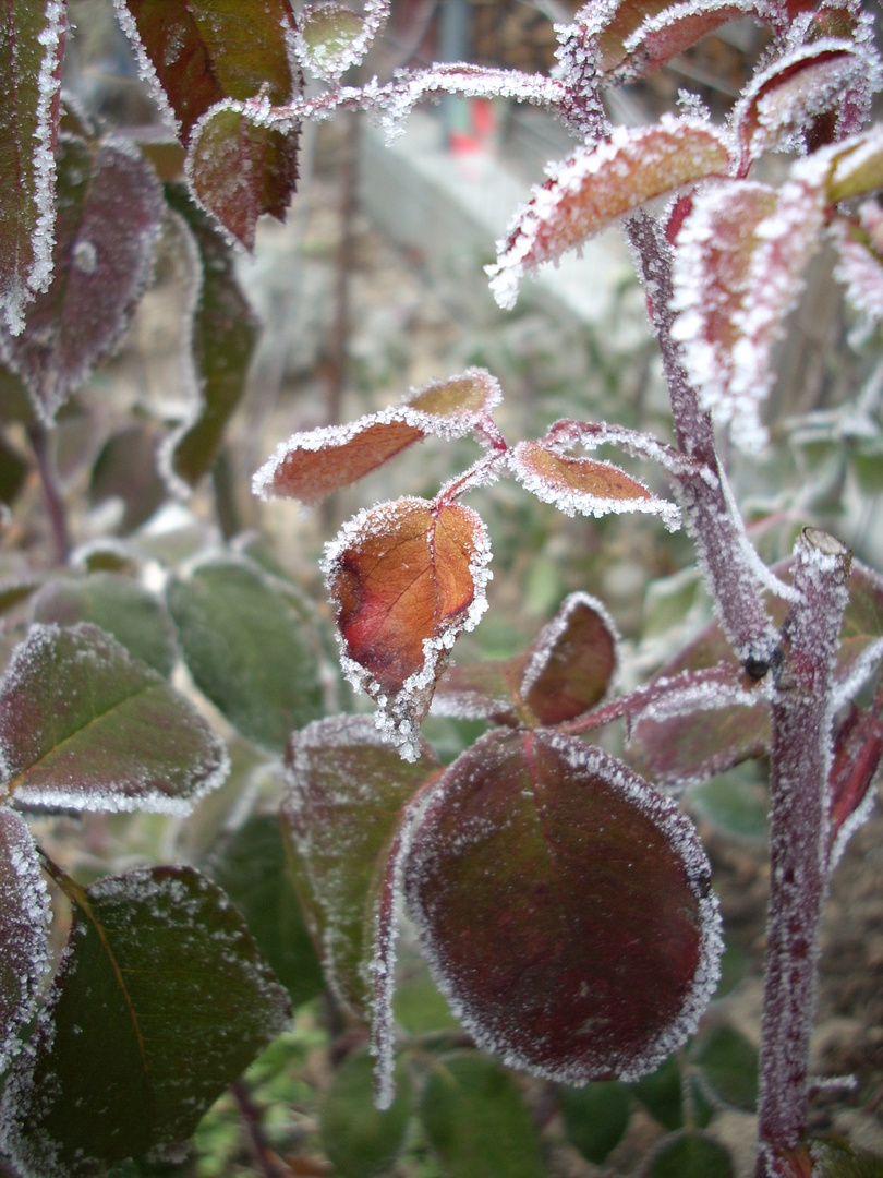 Leaves