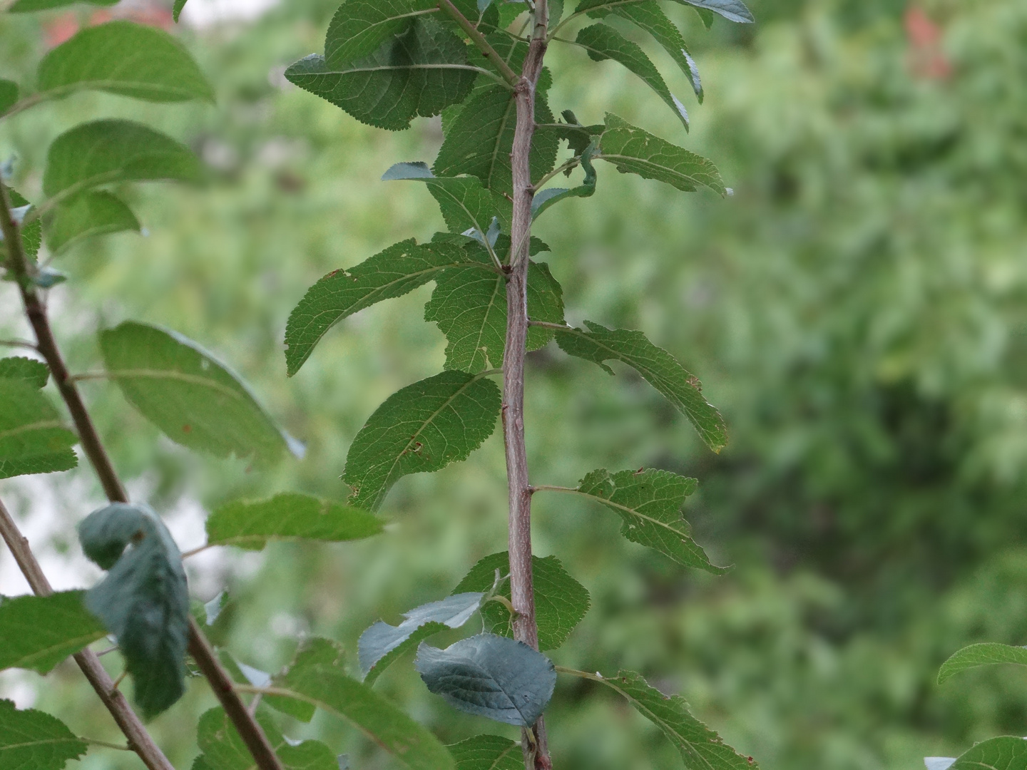 leaves