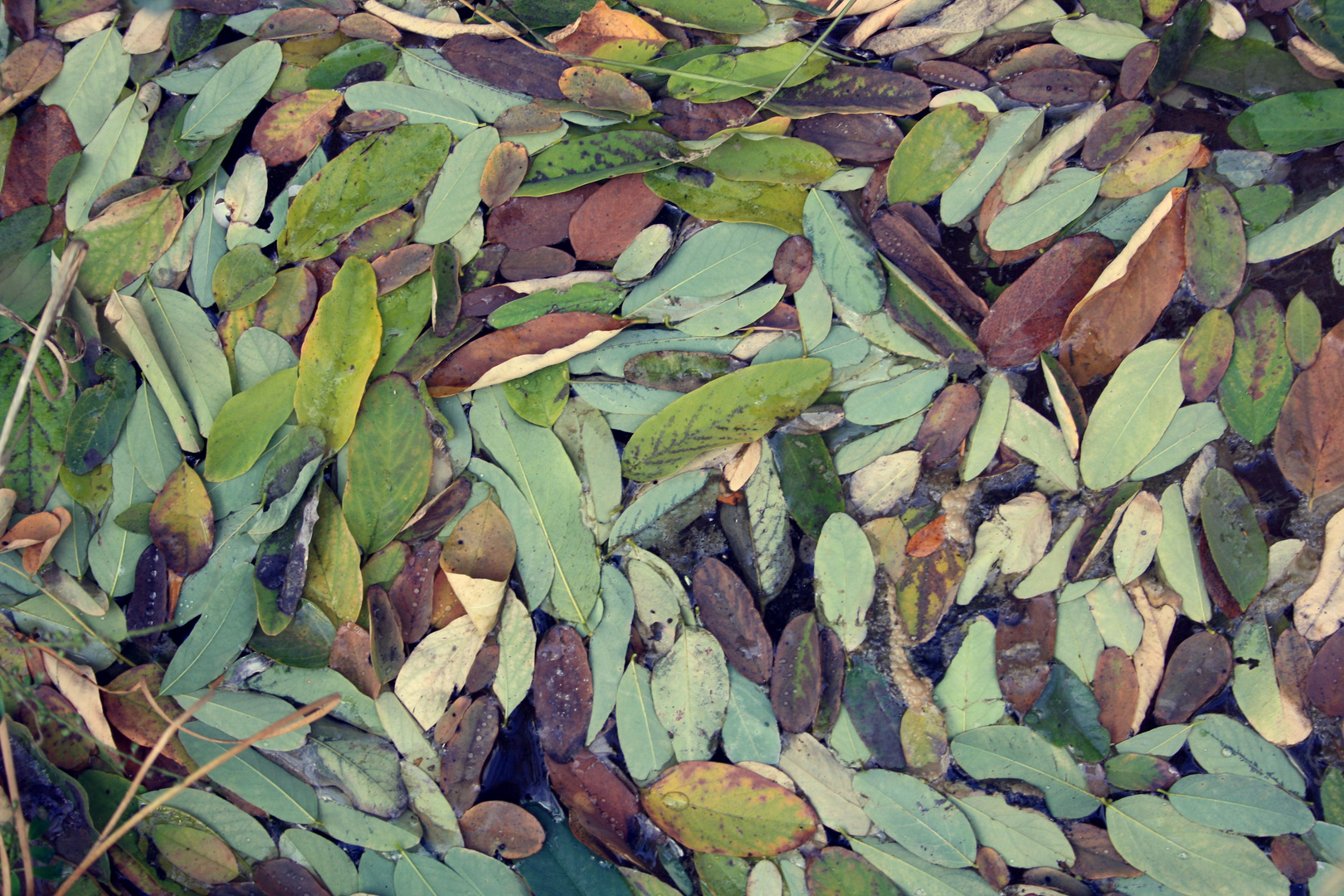 Leaves