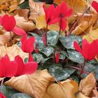 Leaves & Flowers