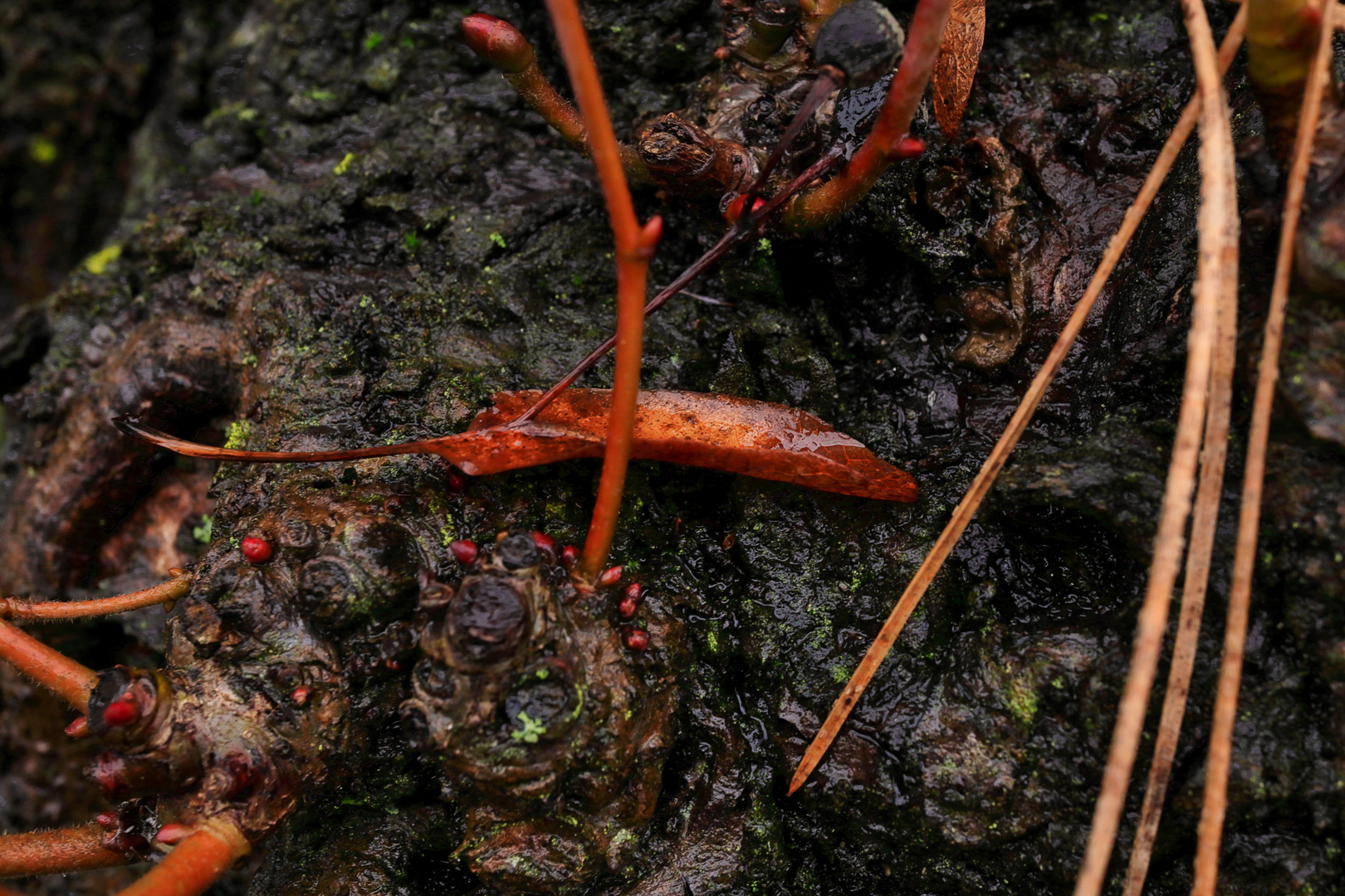 Leaves graveyard