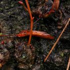 Leaves graveyard