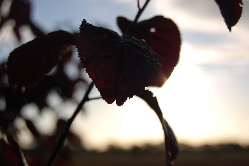 Leaves In Early Morning Sun