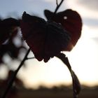 Leaves In Early Morning Sun