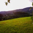 leaves in evening light