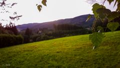 leaves in evening light