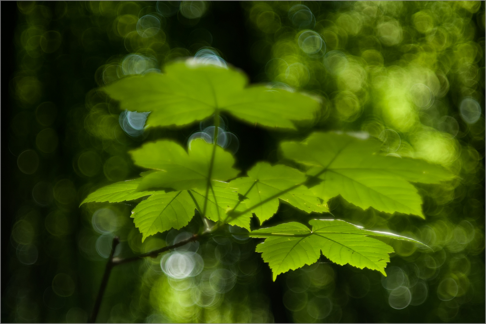 Leaves In Green