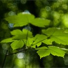 Leaves In Green