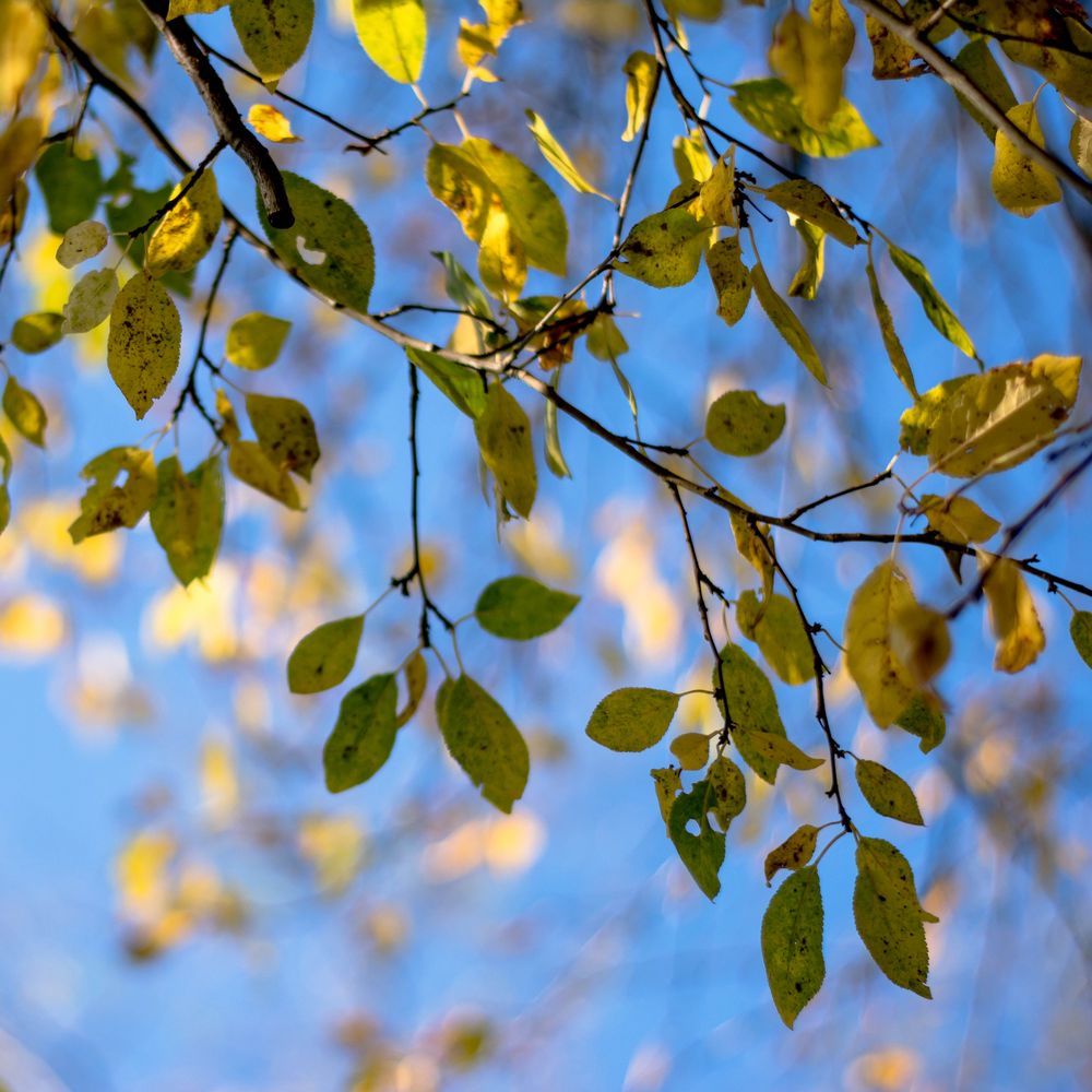 leaves in november