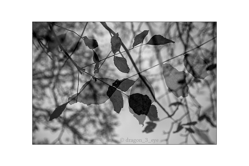 Leaves In Silence 