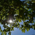 Leaves in Spring