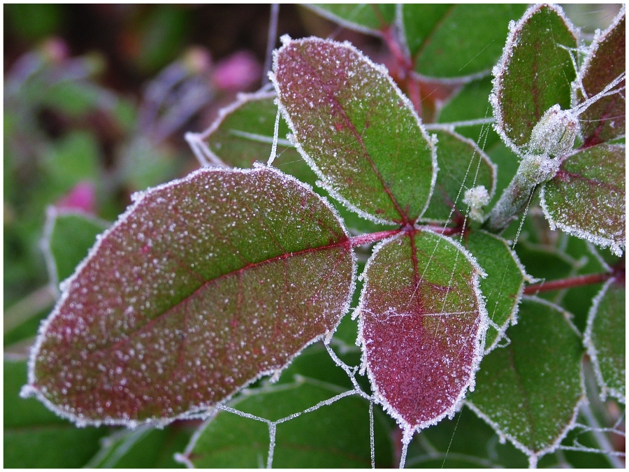 leaves in sugar