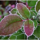 leaves in sugar