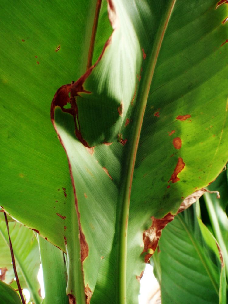 leaves in summer