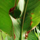 leaves in summer