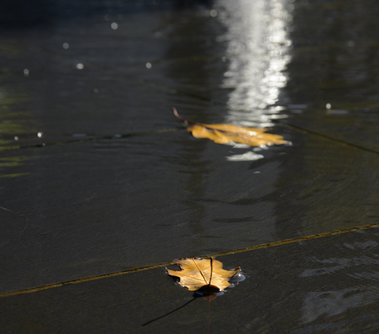 Leaves in the city